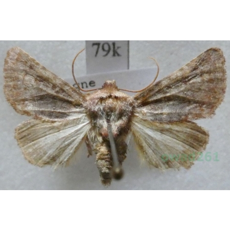 Metopoceras felicina (Donzel, 1844) Spain79k